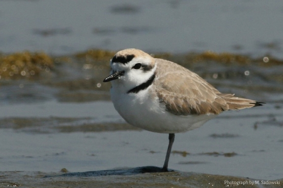 Snowy Plover